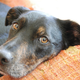 Image for article titled Dogs Exploit The Parent-Child Bonding Mechanism To Make You Love Them